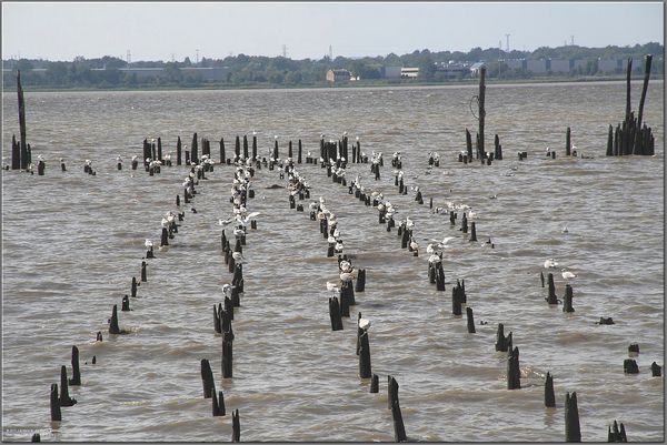 Gulls on the pilings, Pennsville NJ...