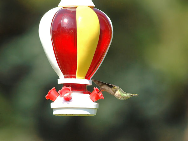 Hummingbird at 1/2000 sec...