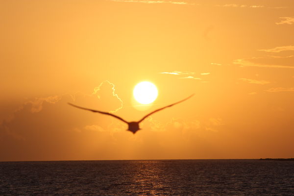 Seagull in Sunrise...