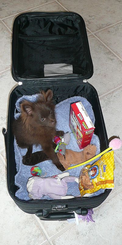 Uma in Her Suitcase...