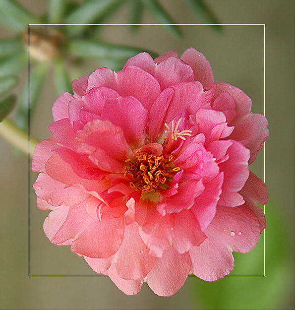 Moss rose in pink.  Once again I want to know abou...