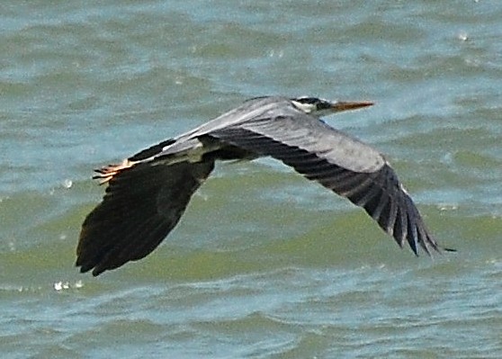 A Great Blue Heron on his way...