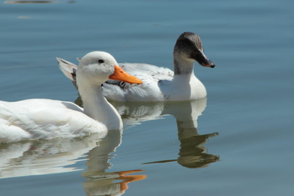 ducks at river edge....