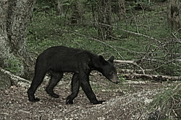 Bear cub, Gatlinburg...
