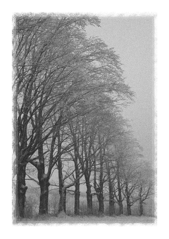 Winter maples w/ added noise...