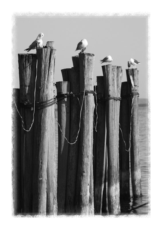Gulls at pier, Lake Champlain NY...