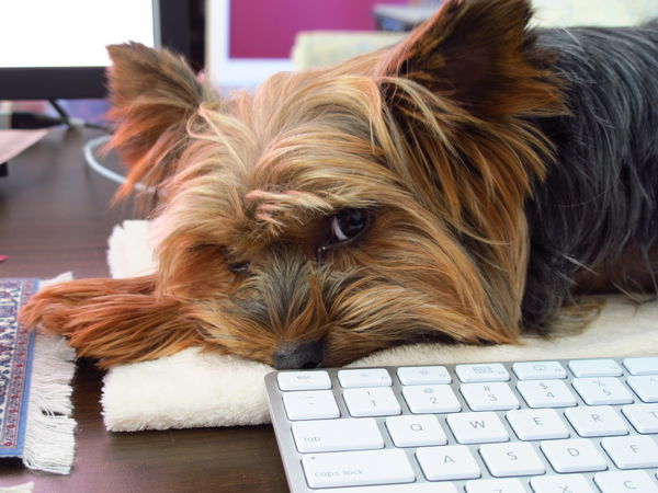 My yorkie checking his email!...