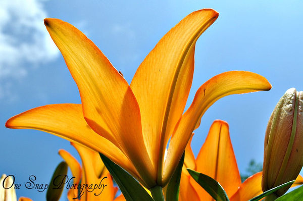 Sun Kissed Lilly...
