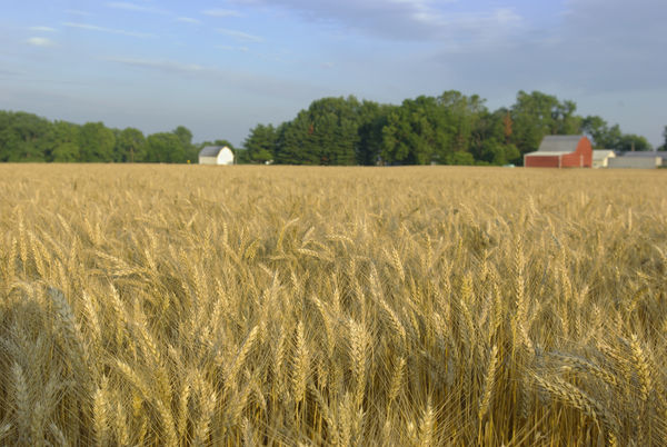 Wheat field...