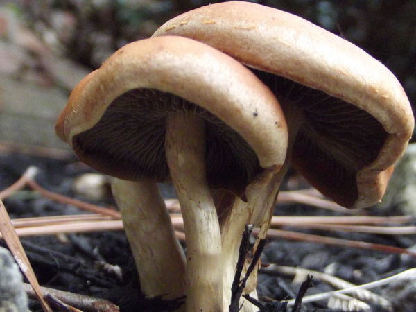 Mushrooms......