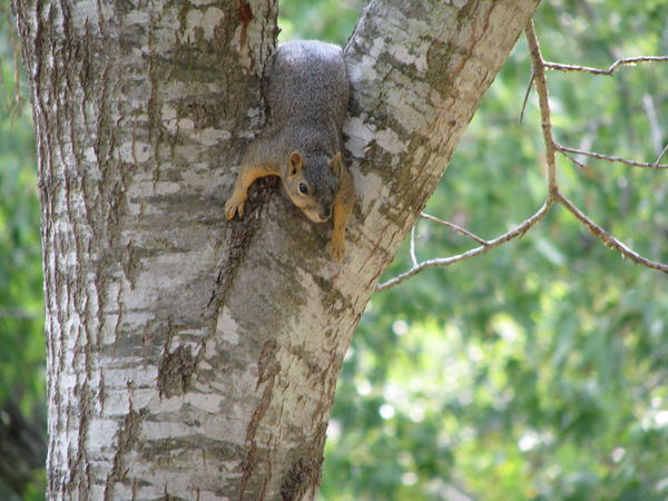 Resting Squirrel...