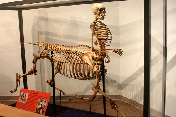 Centaur Skeleton at the Desert Wildlife Museum...