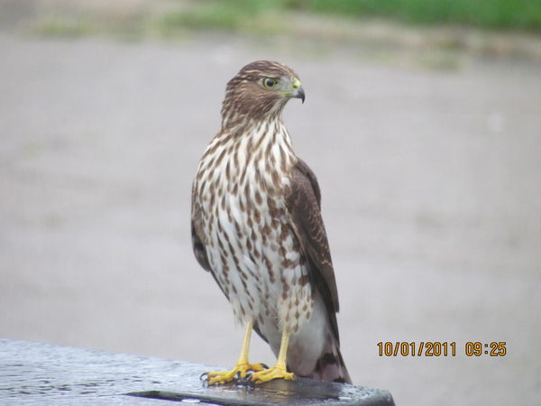 Cooper's Hawk on back of my truck....