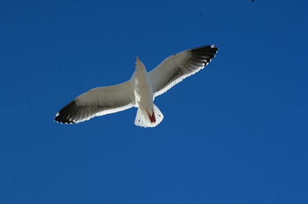 Soaring gull...