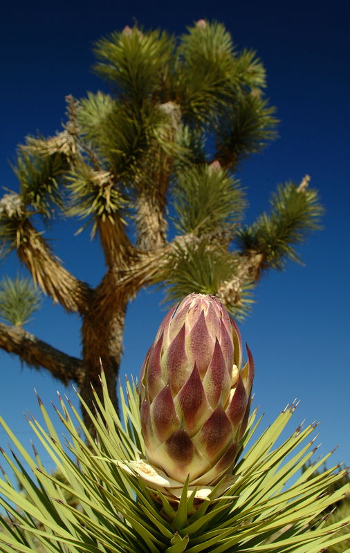 Spring. Blooming Joshua tree. (Every three of four...