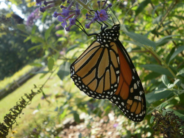 monarch butterfly...