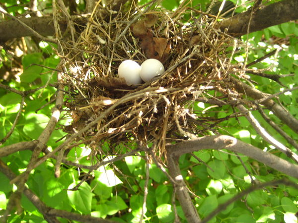 Morning dove nest of eggs...