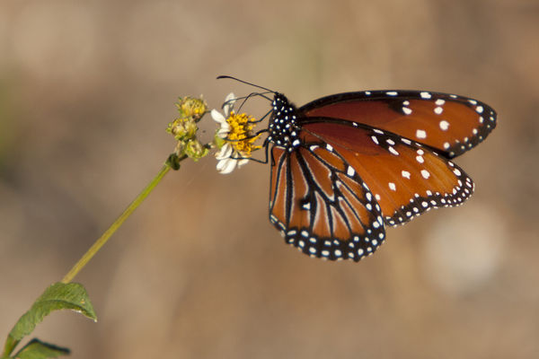 Monarch Butterfly, Myakka State Park, Sarasota Flo...