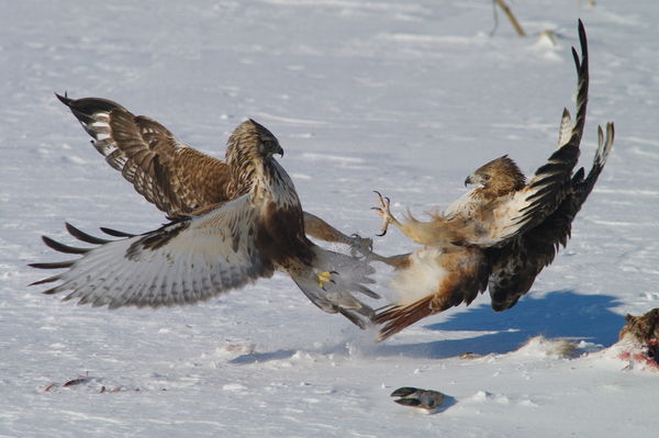 Rough-legged hawk battling Red-tailed hawk...