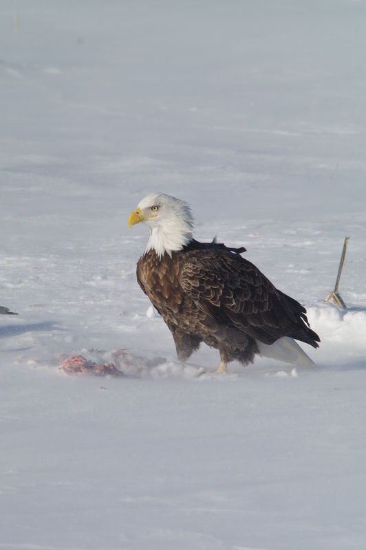 Eagle in snow...