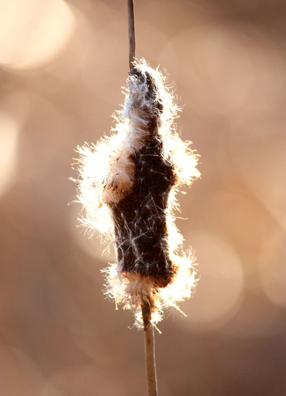 Cattail ready to let the seeds fly...