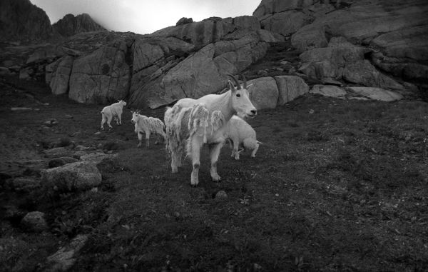 Mountain Goats...