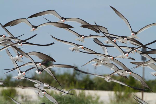 A flock of Skimmers...