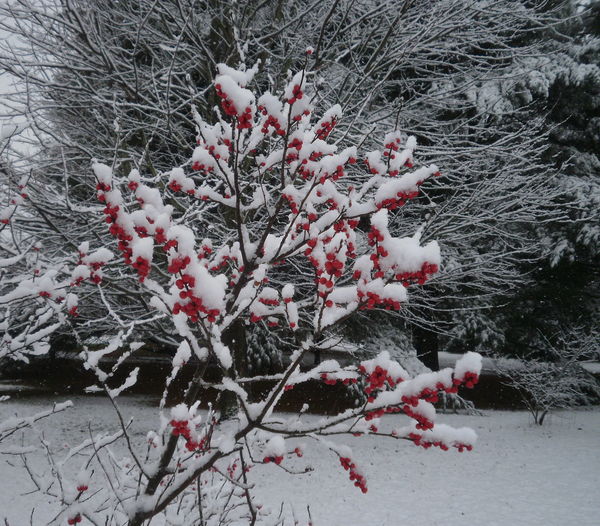 snow on the winterberry bush...