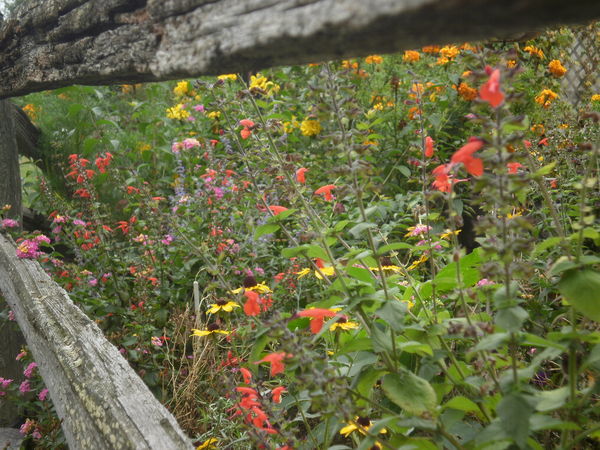 split rail fence with flowers...