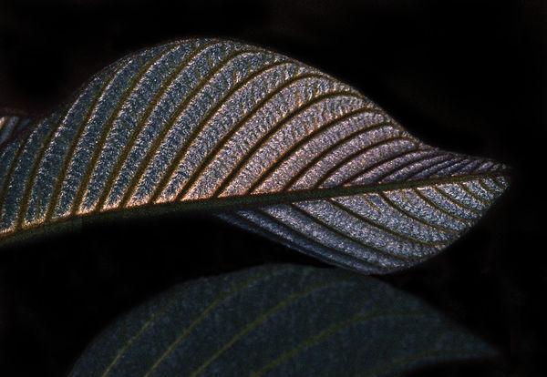 Iridescent Leaf "Reflection"...