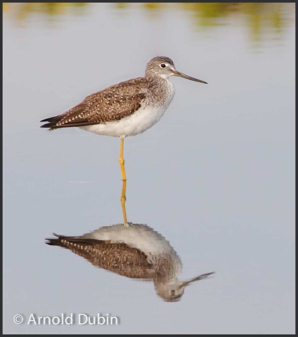 Greater Yellowlegs With Its Reflection...
