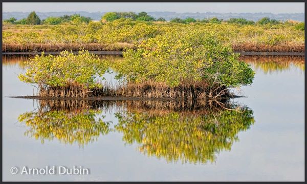 Landscape image with Mangrove Trees With Their Ref...