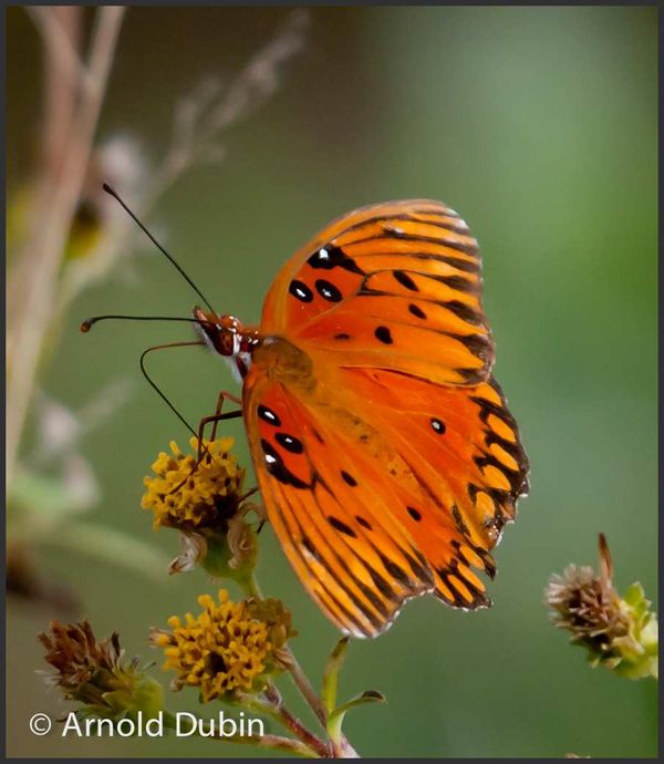 Gulf Fritillary Butterfly...