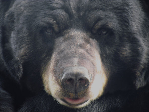 Black Bear at Los Angeles Zoo - image #1...