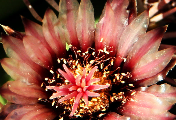 Cactus flower ... just seemed unusually beautiful ...
