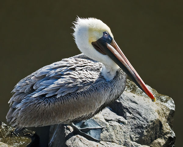 Pelican, Ensenada, Baja State, Mexico...