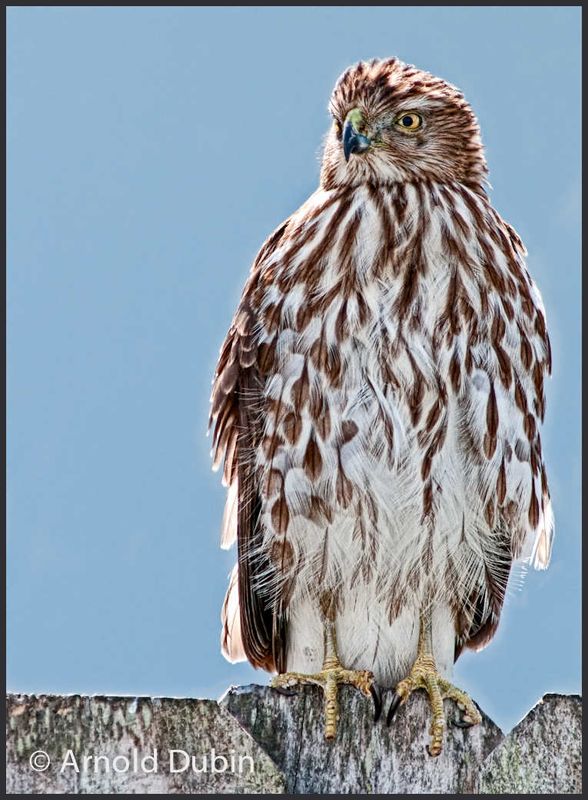 Red-Shouldered Hawk With a Blue Background...