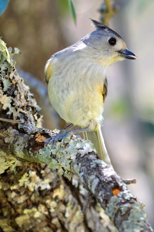 Black-Crested Titmouse...