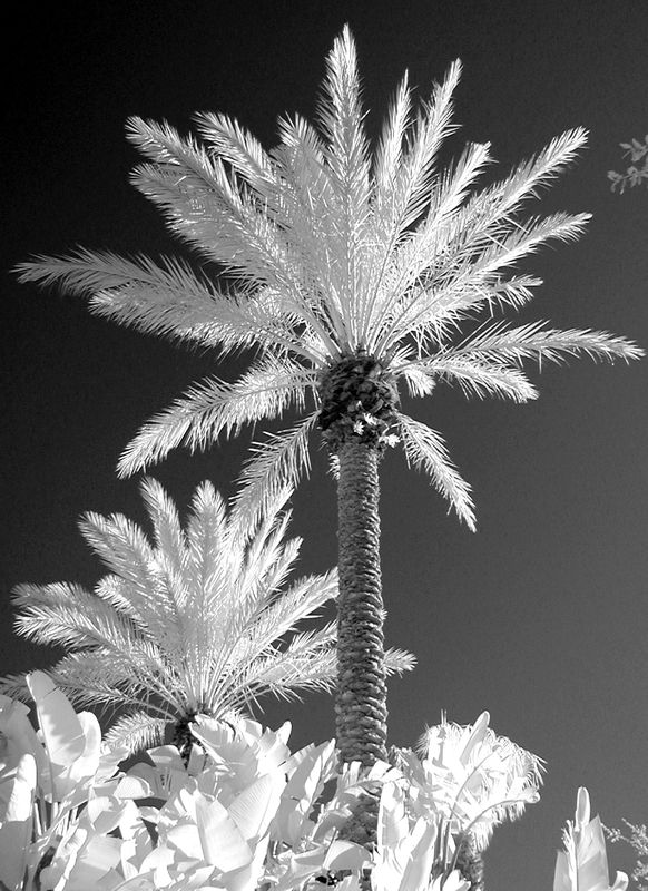 A lovely palm  on a clear sunny Florida day....