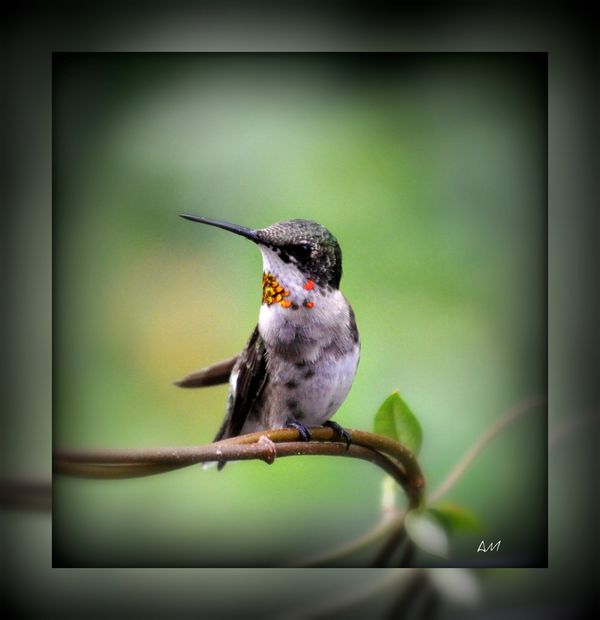 Rufous hummingbird...