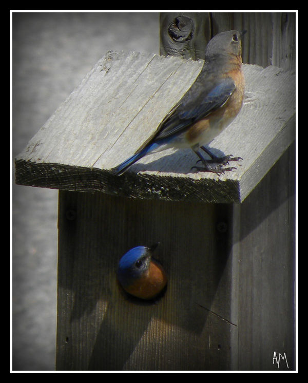 Male & female bluebirds...