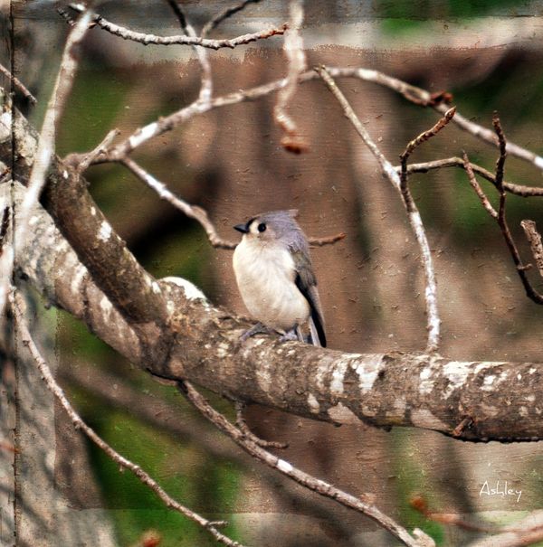 Tufted titmouse...