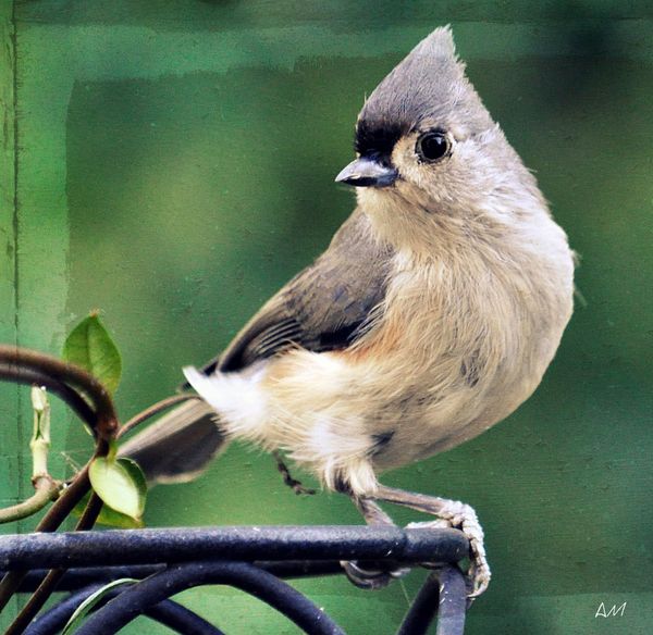 Tufted titmouse...