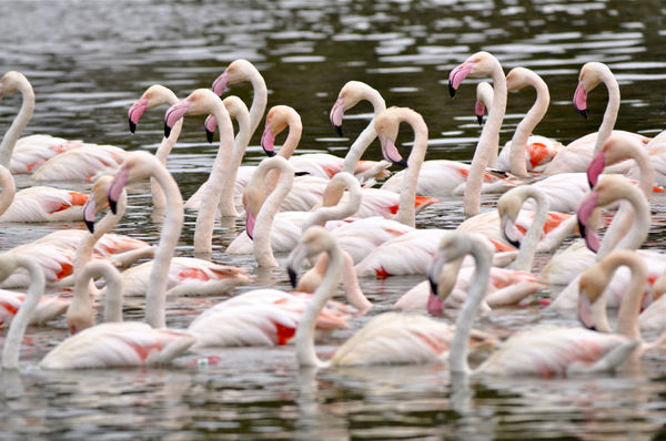 greater flamingos...
