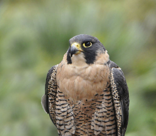 peregrine falcon...