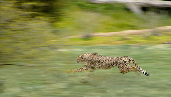 sprinting cheetah...