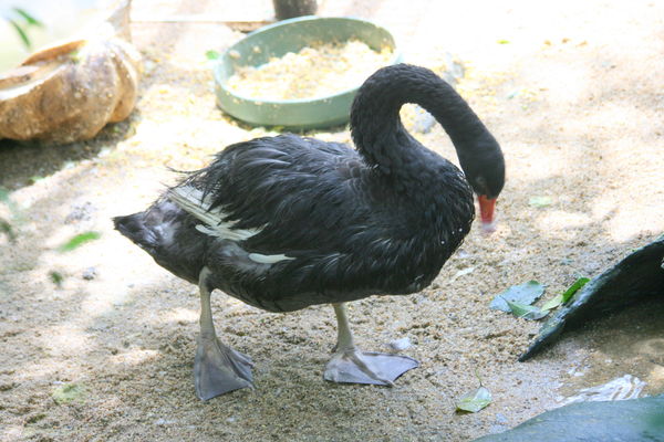 Black swan Karunda Australia...