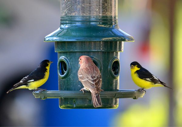 2 Lesser Goldfinches and Friend...