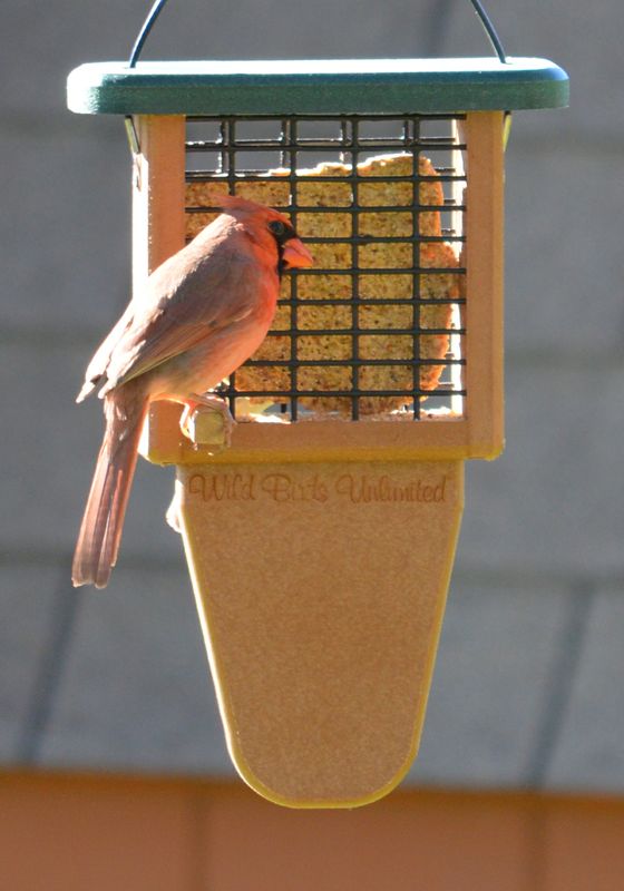 Male Cardinal...