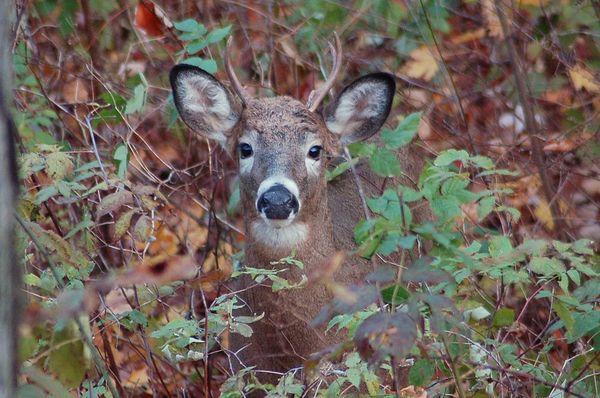 Young whitetail buck...